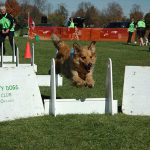 flyball1